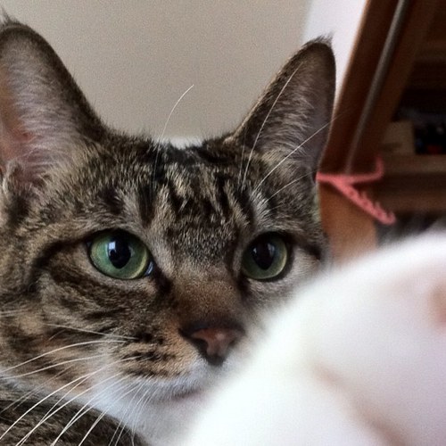 poppomarimo's profile picture. 