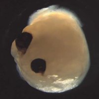 Organoid Intelligence(@Wallnut81846648) 's Twitter Profile Photo