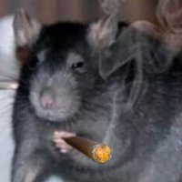 Rat(@RatB4stad) 's Twitter Profileg