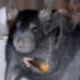 Rat (@RatB4stad) Twitter profile photo Rat (@RatB4stad) Twitter profile photo