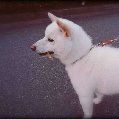 mochi12_com29's profile picture. 