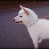 mochi12_com29's profile picture. 