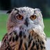 हाप्सिलो(Eurasian Eagle Owl) (@ShankarCaritas) Twitter profile photo