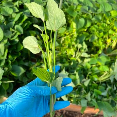 imo_shimada's profile picture. 三芳町さつまいも農家の倅です