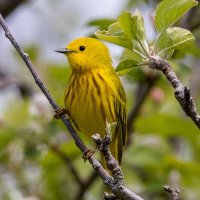 Kelly Flanagan Wildlife Photos (@kflanaganphotos) 's Twitter Profile Photo Kelly Flanagan Wildlife Photos (@kflanaganphotos) 's Twitter Profile Photo