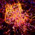 Tau and Tauopathies (@proteintau49976) Twitter profile photo Tau and Tauopathies (@proteintau49976) Twitter profile photo