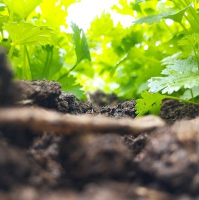 🌱Somos una huerta orgánica, nuestros productos libres de tóxicos, fomentamos un estilo de vida más consciente y conexión profunda con la naturaleza.🌱