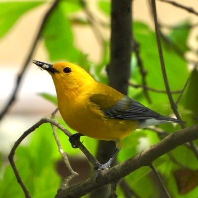 Birder in Muscogee Cty Georgia, USA