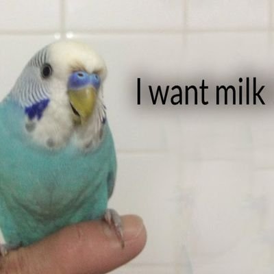 asafkcnft's profile picture. A #Cardano believer