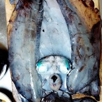 Izuvish-Yu (@izu_yu_777) 's Twitter Profile