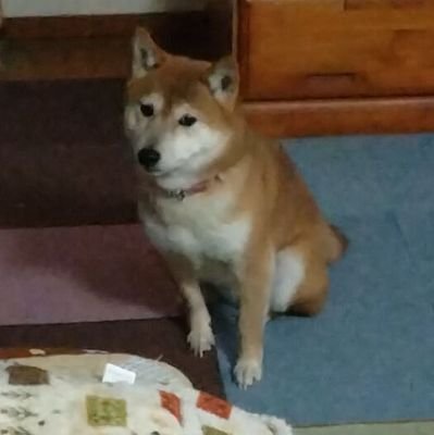 公認会計士2025年合格目標(TAC/通信) 経済学部2回生 勉強してる時ほどTwitterを触っちゃう習性 勉強垢だけどツイートは基本日常系
