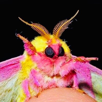 SillyMoth23's profile picture. 