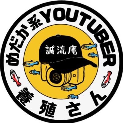 Youtubeでメダカの動画投稿してる養殖さんと申しますϵ(OnO)϶是非チャンネル登録お願い致します🤲🥺https://t.co/8cLI7FLqNgメダカ界を今よりもっと盛り上げていきましょうϵ( 'Θ' )϶