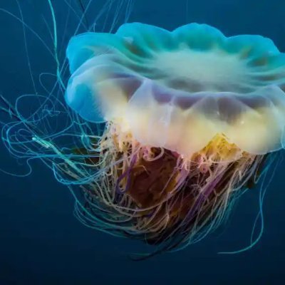 manuelr74445015's profile picture. sdsds