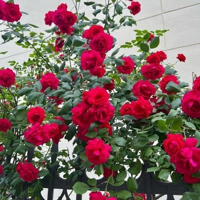 fypdong543940's profile picture. 