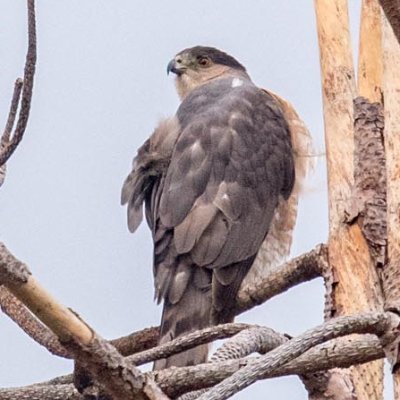 I live in Bailey Canyon Wilderness Park. My tree home is set to be cut down and paved over. My photo is by Susan Schalbe.