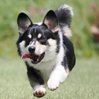 ブラックタンのコーギー風雅（ふうが）だわん。尻尾ありだわん。🐕
２０２１年４月１９日生まれだわん🐶
僕は自然がいっぱいあるところで毎日のんびり暮らしているわん。
でも好奇心がとても強いので毎日が冒険で楽しいわん。
僕の日常を楽しんで欲しいわん。