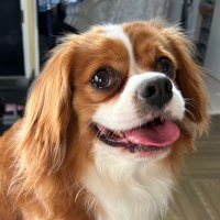 カール🐶 (@calvas87) 's Twitter Profile