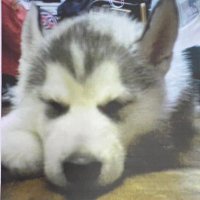 ケン (@ken3_416) 's Twitter Profile