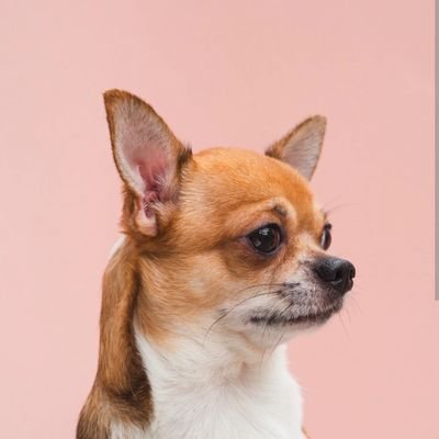 Chihuahua_lovr Profile Picture