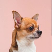 Chihuahua Lover Community(@Chihuahua_lovr) 's Twitter Profile Photo