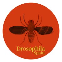Drosophila Spain(@drosospain) 's Twitter Profile Photo