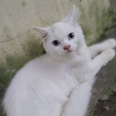 yogiananda19262's profile picture. 