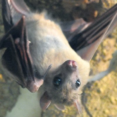 コウモリン🦇👻🥀🐍さんのプロフィール画像