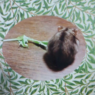 RCJIhNRyXLtz9VV's profile picture. 20 ↑
🍃🍉兄弟推しのハムスター🐹好き
ちまちまおりがみを折っています。