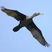 Cambará Campeador dos 7 Mares (@elcidcambarah) Twitter profile photo Cambará Campeador dos 7 Mares (@elcidcambarah) Twitter profile photo