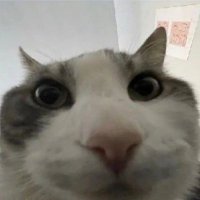 do not the cat (@alldaycs2) 's Twitter Profile