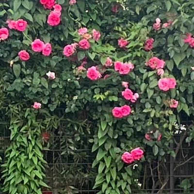 csst022's profile picture. 