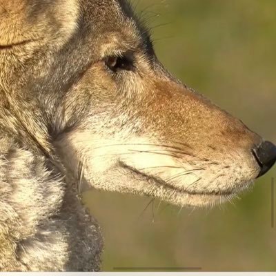 #Documentary Coexistence with coyotes streaming now! https://t.co/yaneUwyXat