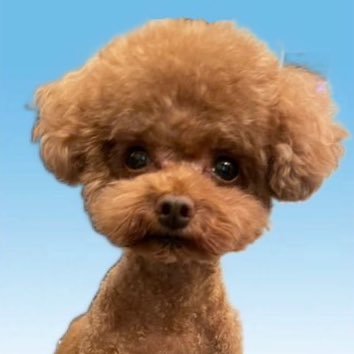 shiokarachann's profile picture. 夜中に乾麺みちゃだめだよ。