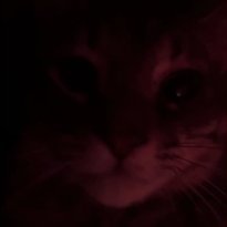 AHornyError's profile picture. fuck you