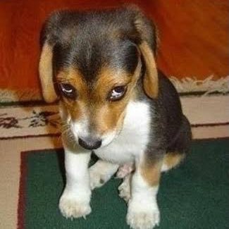 yesyamiko's profile picture. 어쩌라고요.    라고 할 뻔.