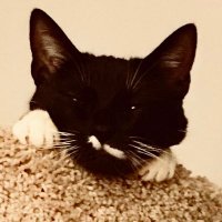 Lillian Varin (@lil_varin) 's Twitter Profile
