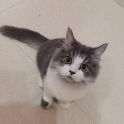 fancunghanratt's profile picture. 