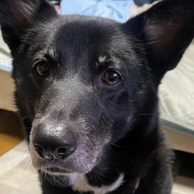 makimaking2525's profile picture. 🐕‍🦺あんこ🐕もなか🐩ここあ🐩きなこ🐩みるく🐕りんご