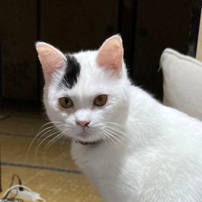 ask70etk's profile picture. ビートルズ案内人。ドラムを叩くこともある。土日は競馬予想。毎日8000歩以上のウォーキング。ハードロックを聴く。スージー鈴木さんスジラー一級。猫を飼っている。美術館、古代史、天文に興味あり。御朱印を地元に広めたかも。鈴木英人さんやわたせせいぞう さんのイラストに痺れる。でも、ほとんど呟きません。