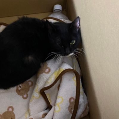 cat_love_000's profile picture. 猫ちゃん飼えない環境なので、可愛い動物達に癒されたい♡ 迷子やクラファン、寄付に貢献してます。