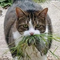scouty (@scoutylanks) 's Twitter Profile Photo scouty (@scoutylanks) 's Twitter Profile Photo