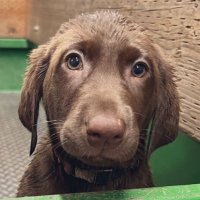 Rye (@ryetheturfdog) 's Twitter Profile Photo Rye (@ryetheturfdog) 's Twitter Profile Photo