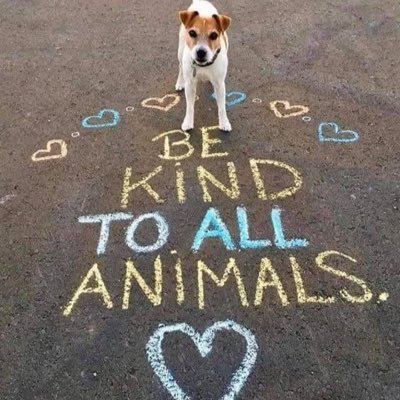 CEO Scottish Charity Lend A Paw Rescue UK 🇬🇧 wants to save all the animals. This account is set up to highlight other charities dogs needing rescue/homes.