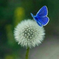 قاصدک بهاری (@ghased_zohoor) 's Twitter Profile Photo قاصدک بهاری (@ghased_zohoor) 's Twitter Profile Photo