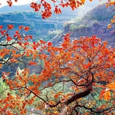 yt94c556257's profile picture. 日拱一卒 缺你不行！