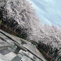 hoku (@k_h_k_ok) 's Twitter Profile