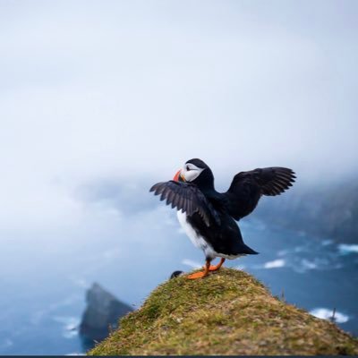 Scotaliana's profile picture. Adopted Italo-Scot; chicken-keeping, Maremma-wrangling, fair-weather-cycling, socialist-being, family-loving European. #snp #IndyClan 🏴󠁧󠁢󠁳󠁣󠁴󠁿 🇮🇹 🇪🇺