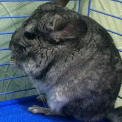 Nebubblaさんのプロフィール画像