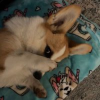 Candi_the_Cutest_Corgi(@Candi_Corgi) 's Twitter Profile Photo